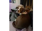 Ezzy, Staffordshire Bull Terrier For Adoption In Chandler, Arizona