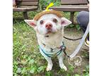 Lucy, Spitz (unknown Type, Small) For Adoption In Stouffville, Ontario