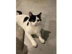 Chris, Domestic Shorthair For Adoption In Lewistown, Pennsylvania