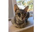 Milady, Domestic Shorthair For Adoption In Trenton, New Jersey