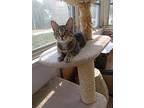 Petunia, Domestic Shorthair For Adoption In Naugatuck, Connecticut