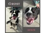 Ghost, American Staffordshire Terrier For Adoption In Oak Ridge, Tennessee