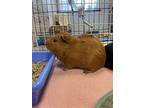 L-sprite, Guinea Pig For Adoption In Nanaimo, British Columbia