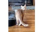 Henry, Domestic Shorthair For Adoption In Billings, Montana