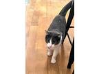 Penny, Domestic Shorthair For Adoption In Billings, Montana