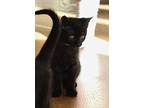 Morticia, Domestic Shorthair For Adoption In Evergreen, Colorado
