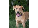 Zahi, Labrador Retriever For Adoption In Gillette, Wyoming