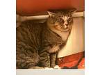 Baby Big Man, Domestic Shorthair For Adoption In Vancouver, Washington