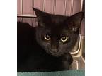 Santiago, Domestic Shorthair For Adoption In Vancouver, Washington