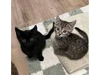 Caamp, Domestic Shorthair For Adoption In Irwin, Pennsylvania