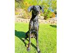 Stormi, Labrador Retriever For Adoption In Scottsdale, Arizona