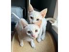 Garlic, Domestic Shorthair For Adoption In Colmar, Pennsylvania