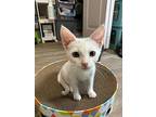 Breadstick, Domestic Shorthair For Adoption In Colmar, Pennsylvania
