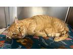 Nala (aka Begonia), Domestic Shorthair For Adoption In Stanhope, New Jersey