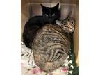 Stella, Domestic Shorthair For Adoption In Cincinnati, Ohio