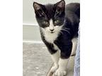 Domino, Social & Playful Baby!, Domestic Shorthair For Adoption In Seattle