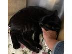 Poppy 2, Domestic Shorthair For Adoption In Cincinnati, Ohio