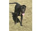Maisie, Labrador Retriever For Adoption In Decatur, Georgia