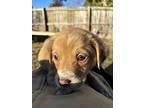 Benno, Retriever (unknown Type) For Adoption In Minneapolis, Minnesota