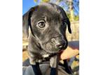 Brylee, Retriever (unknown Type) For Adoption In Minneapolis, Minnesota
