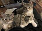 Seneca & Smith, Domestic Shorthair For Adoption In Skokie, Illinois