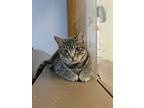 Jet (red Collar), Domestic Shorthair For Adoption In Papillion, Nebraska