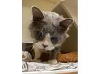 Hot Mess Express, Domestic Shorthair For Adoption In Portsmouth, Virginia
