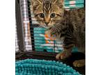 Spike (green Collar), Domestic Shorthair For Adoption In Papillion, Nebraska