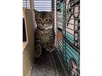 Ein (black Collar), Domestic Shorthair For Adoption In Papillion, Nebraska
