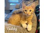 Teddy #bobtailed-sprite, Domestic Shorthair For Adoption In Houston, Texas
