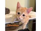 Cinnabun #breakfast-club, Domestic Shorthair For Adoption In Houston, Texas