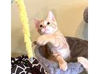 French Toast #breakfast-club, Domestic Shorthair For Adoption In Houston, Texas