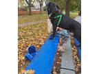 Quincy, Retriever (unknown Type) For Adoption In Skokie, Illinois
