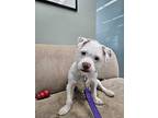 Remy, Terrier (unknown Type, Medium) For Adoption In Skokie, Illinois
