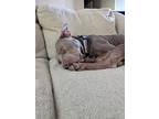 Lady Godiva, American Pit Bull Terrier For Adoption In Germantown, Ohio