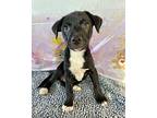 Funshine Heart, Terrier (unknown Type, Medium) For Adoption In Alpharetta