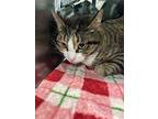 Shadow, Domestic Shorthair For Adoption In Sheboygan, Wisconsin