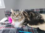 Jameson, Domestic Longhair For Adoption In Dickson, Tennessee