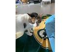 Allycat, Domestic Shorthair For Adoption In Barron, Wisconsin