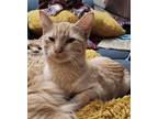 O’leary, Domestic Shorthair For Adoption In Fremont, Nebraska