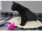 Cannon, Domestic Shorthair For Adoption In Dickson, Tennessee