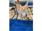 Cheeto, Domestic Shorthair For Adoption In Barron, Wisconsin