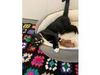Mint Chip, Domestic Shorthair For Adoption In Barron, Wisconsin