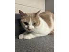 Sunny, Domestic Shorthair For Adoption In Sheboygan, Wisconsin