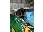 Juliet, Domestic Shorthair For Adoption In Barron, Wisconsin
