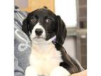 Leon, Labrador Retriever For Adoption In Rockford, Illinois
