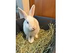 Hoppy & Halo & Harry, Other/unknown For Adoption In Montclair, California