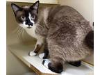 Bo, Siamese For Adoption In Little Rock, Arkansas