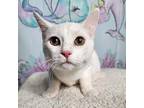 Pop, Domestic Longhair For Adoption In Greensburg, Pennsylvania
