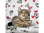 Yuri, Domestic Shorthair For Adoption In Greensburg, Pennsylvania